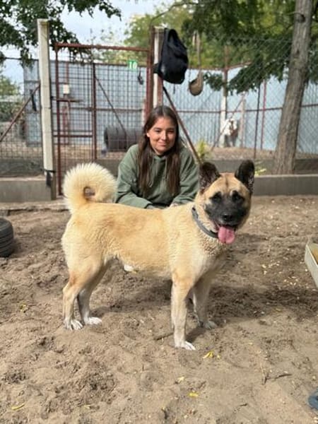 Szamira-Loyale Akita-Dame sucht Menschen mit Erfahrung und H