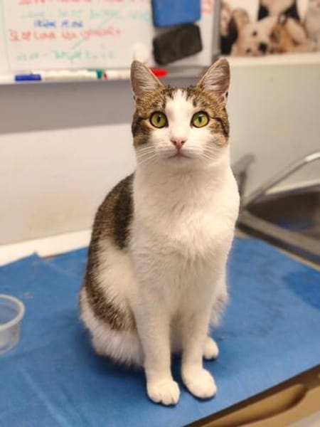 Soziale, liebe Katze Ria