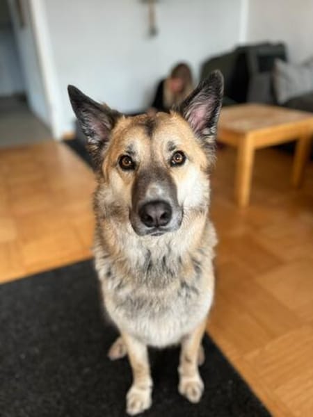 Henry sucht ein neues Zuhause