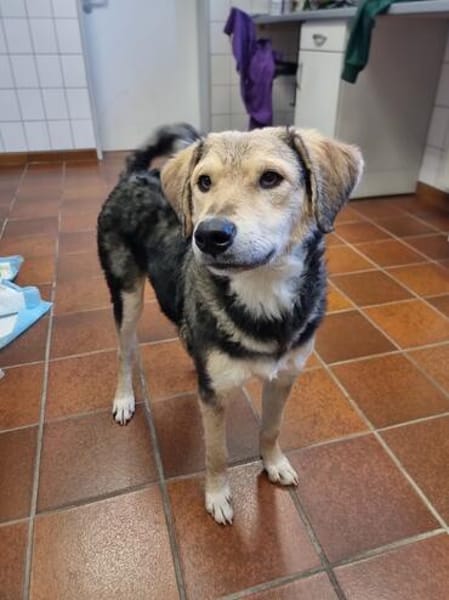 MyBoy, toller Jungrüde sucht Zuhause
