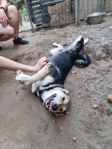 MyBoy, toller Jungrüde sucht Zuhause