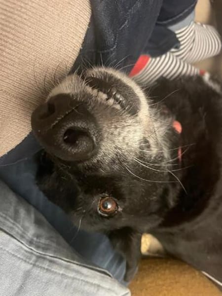 Ruhige freundliche lebensfrohe Hundedame