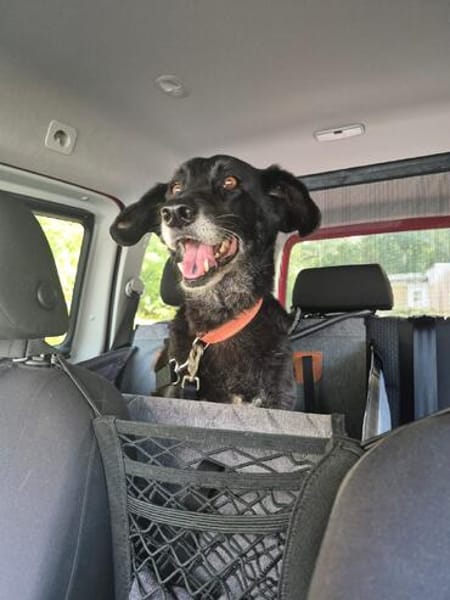 Ruhige freundliche lebensfrohe Hundedame