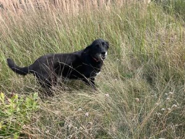 Ruhige freundliche lebensfrohe Hundedame