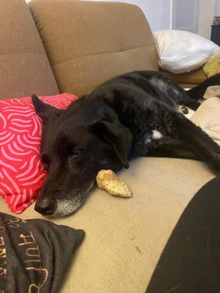 Ruhige freundliche lebensfrohe Hundedame