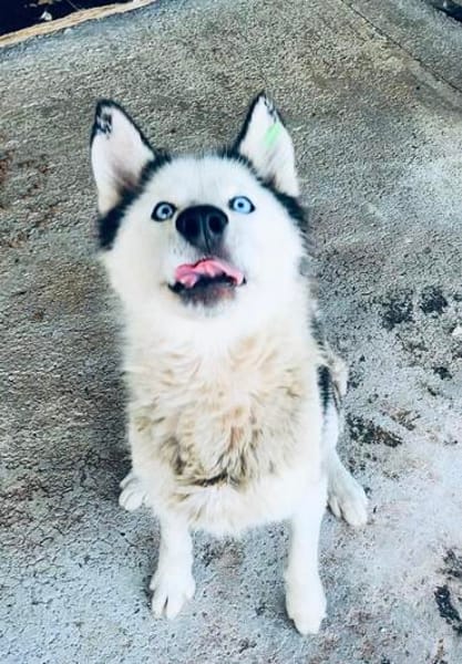 🆘DRINGEND PFLEGESTELLE für AURORA ab 31.10‼🆘
