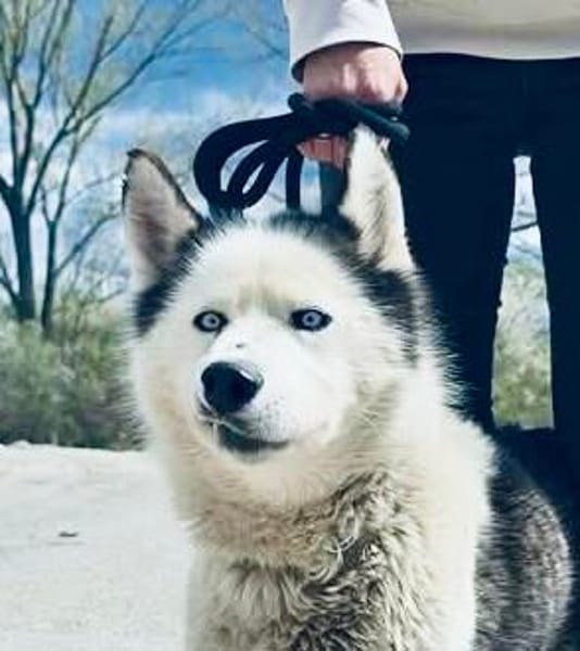 🆘DRINGEND PFLEGESTELLE für AURORA ab 31.10‼🆘