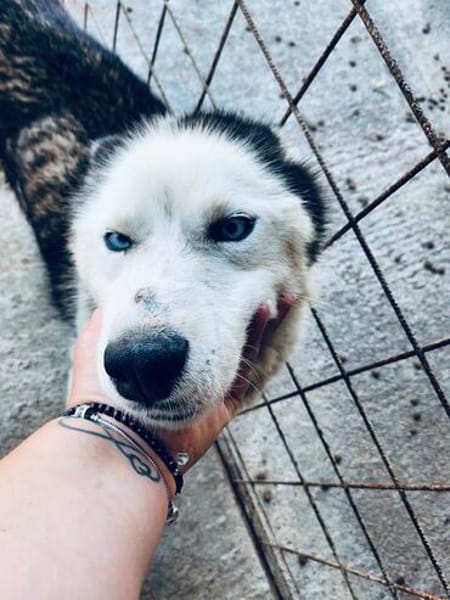 🆘DRINGEND PFLEGESTELLE für AURORA ab 31.10‼🆘