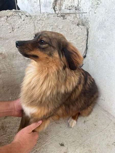 ❤🐾 CARUSO. Freundlich u. Zurückhaltend