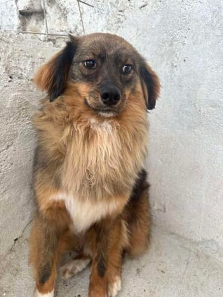 ❤🐾 CARUSO. Freundlich u. Zurückhaltend