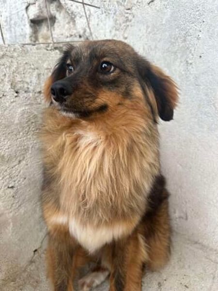 ❤🐾 CARUSO. Freundlich u. Zurückhaltend