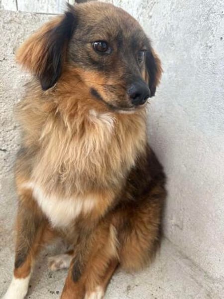 ❤🐾 CARUSO. Freundlich u. Zurückhaltend