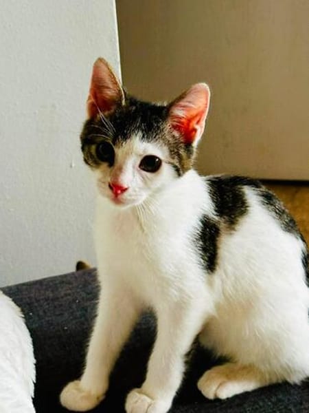Hübscher Cocco sucht sein Für-immer-Körbchen