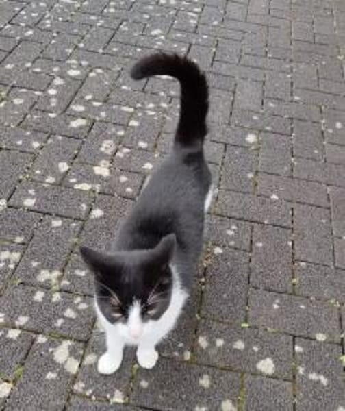 LUNA - selbstbewusste, verschmuste Katze