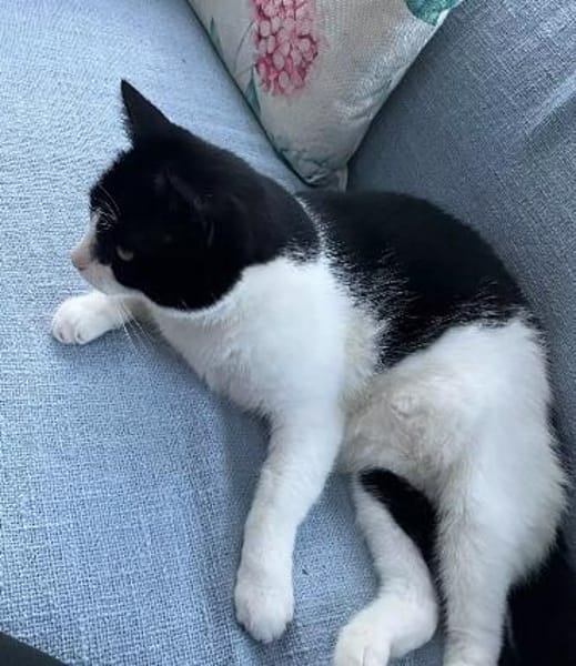 LUNA - selbstbewusste, verschmuste Katze