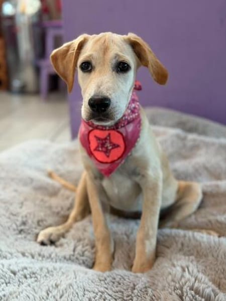 Tilly- Vermittlungshilfe