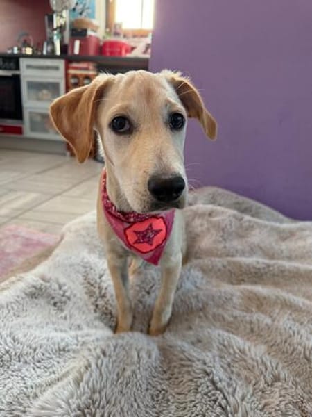 Tilly- Vermittlungshilfe