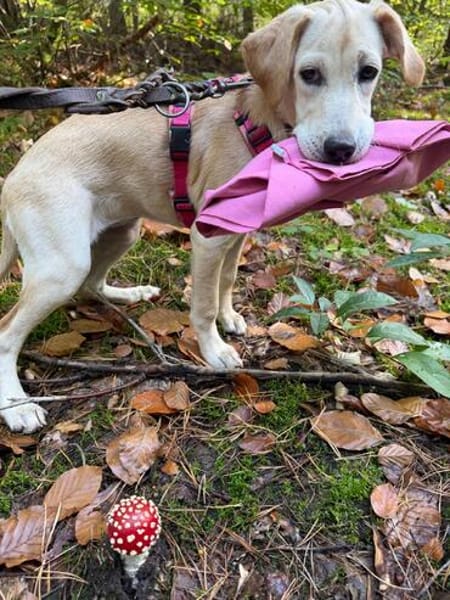 Tilly- Vermittlungshilfe