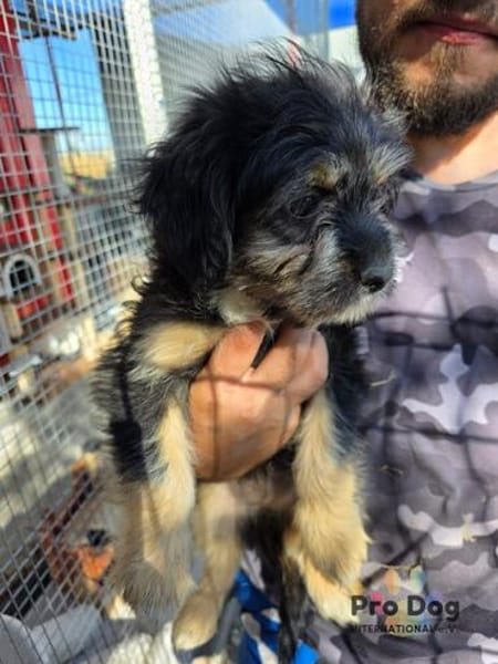 Welpenmädchen Millie auf Pflegestelle