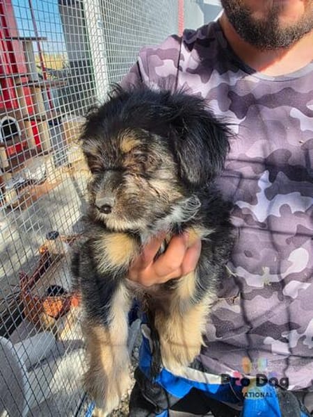 Welpenmädchen Millie auf Pflegestelle
