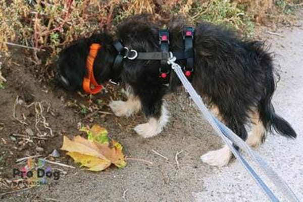 Welpenmädchen Millie auf Pflegestelle