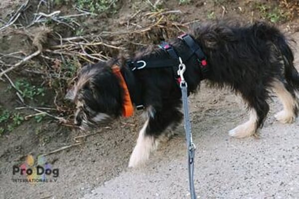 Welpenmädchen Millie auf Pflegestelle