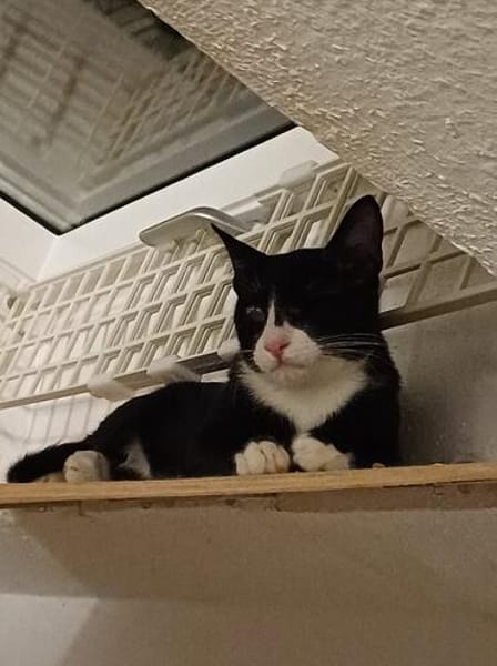 Pirat Loo sucht passendes Plätzchen