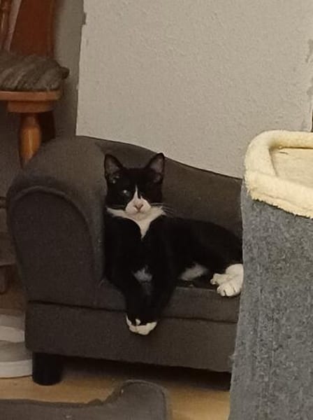Pirat Loo sucht passendes Plätzchen