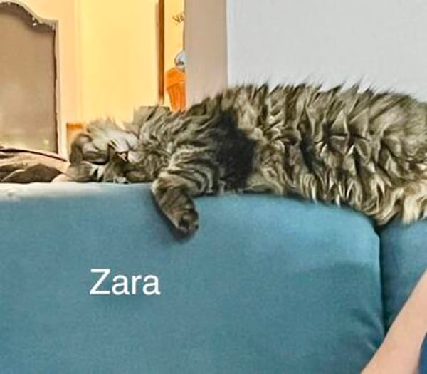 Ruhige und sanfte Katzen Zara und Winnie