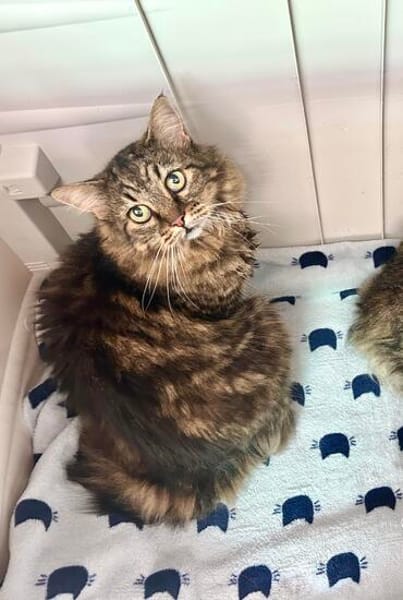 Ruhige und sanfte Katzen Zara und Winnie