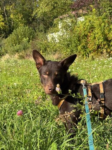katzenverträglicher Junghund COCO sucht konsequente Menschen