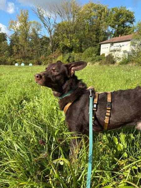 katzenverträglicher Junghund COCO sucht konsequente Menschen