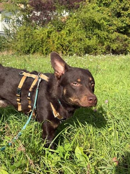 katzenverträglicher Junghund COCO sucht konsequente Menschen