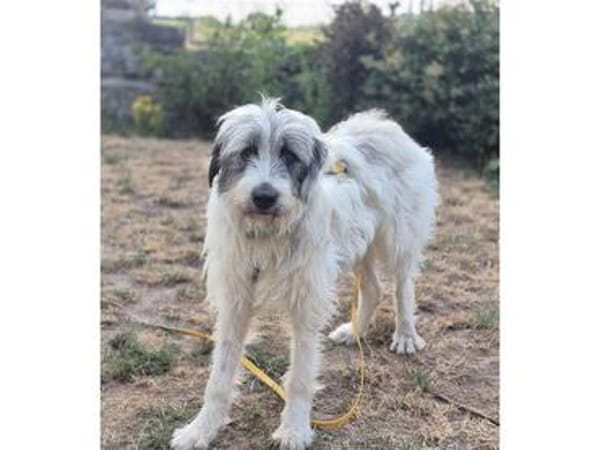 Sassie - wartet in 96160 Geiselwind