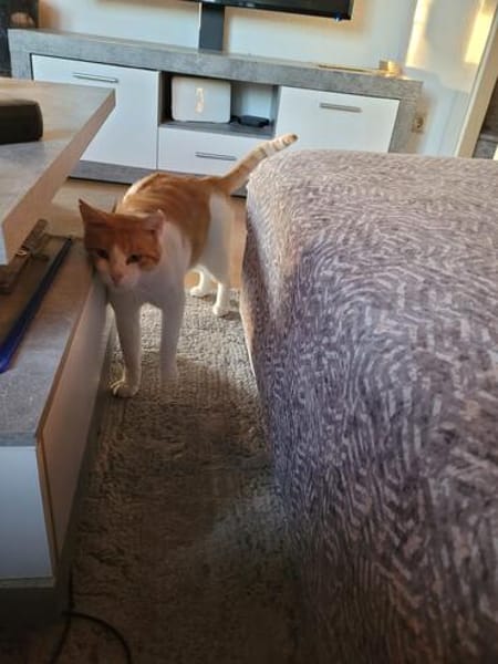 Kuscheliger Lord sucht sein Kuschelkörbchen