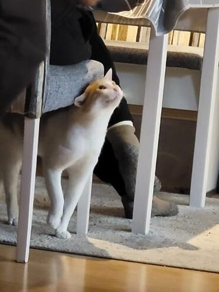 Kuscheliger Lord sucht sein Kuschelkörbchen