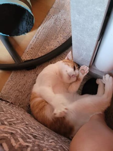 Kuscheliger Lord sucht sein Kuschelkörbchen
