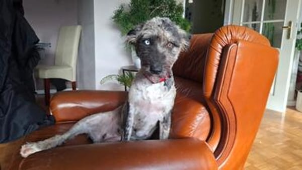 Agora1, verschmust/klug, sucht Zuhause. NEUE FOTOS!!!!!!!
