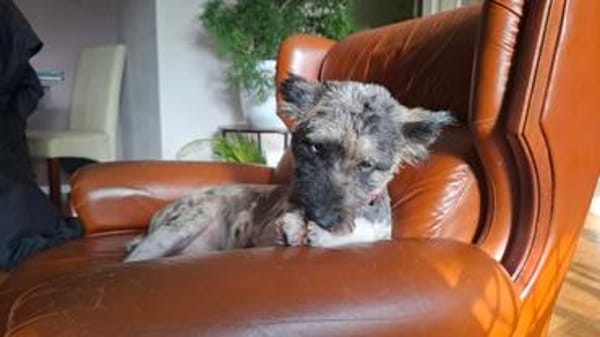 Agora1, verschmust/klug, sucht Zuhause. NEUE FOTOS!!!!!!!