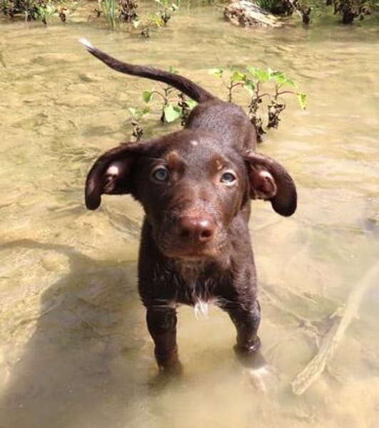 Melón - liebevolles Zuhause gesucht