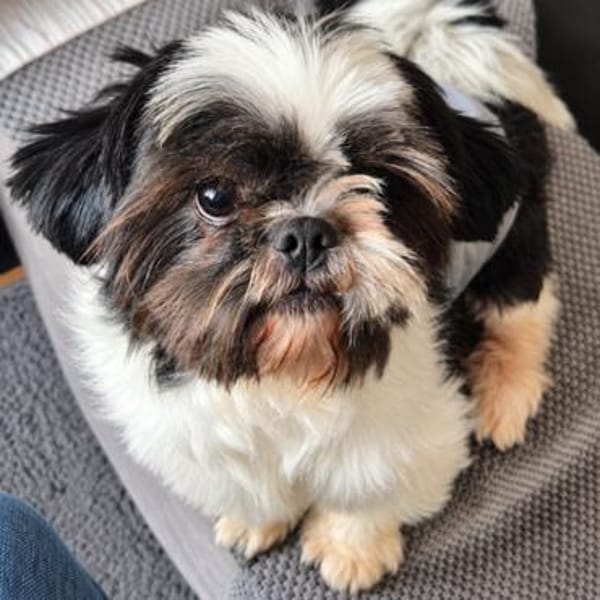 Bofur💕 lieber und unkomplizierter kleiner Rüde