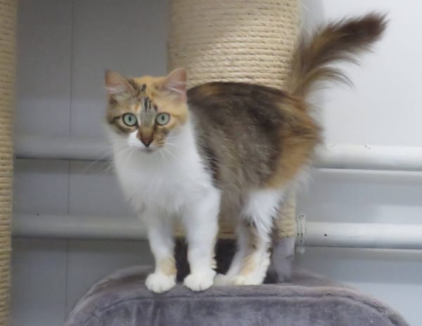ARTEMIS (Réservée)
