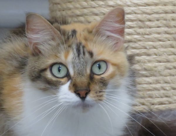 ARTEMIS (Réservée)