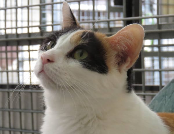 PHEBE (Réservée)