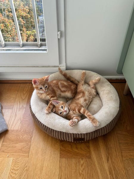 Lupin et Miel
