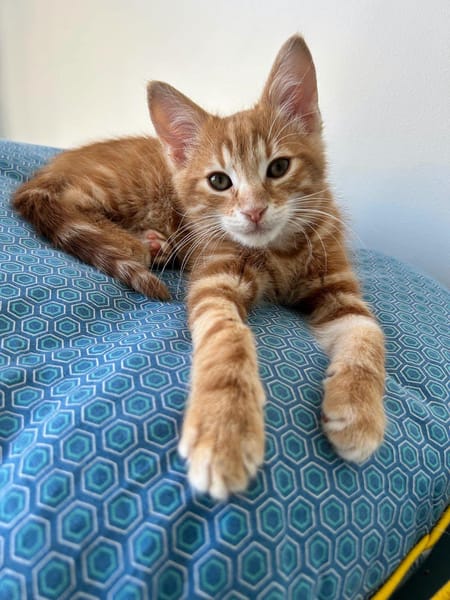Lupin et Miel