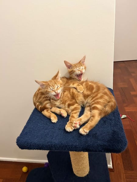 Lupin et Miel