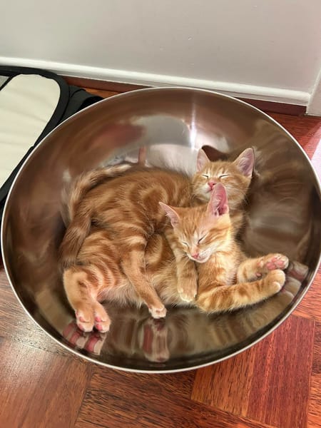 Lupin et Miel