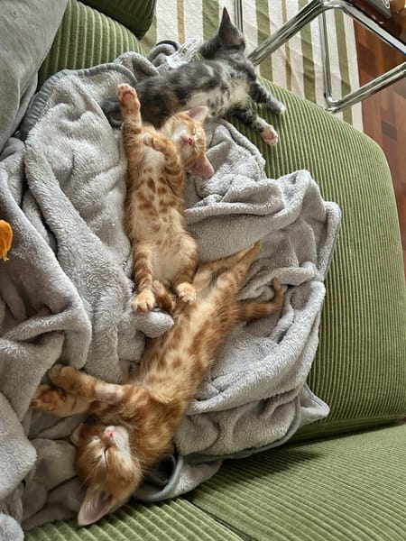 Lupin et Miel