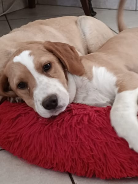 TEDDY